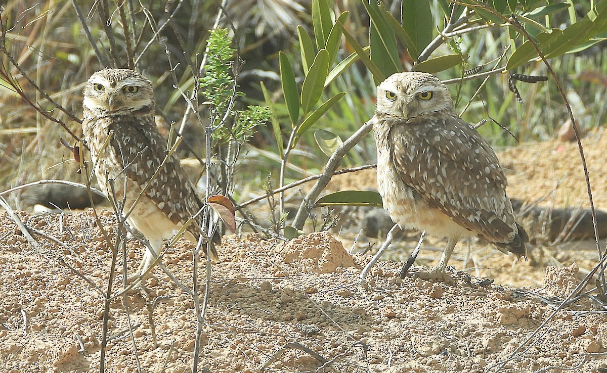 Burrowing Owl (grallaria) - ML644367066