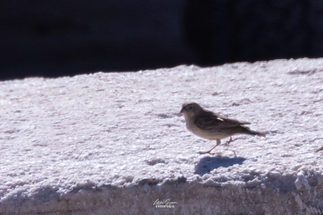 Ash-breasted Sierra Finch - ML644367067