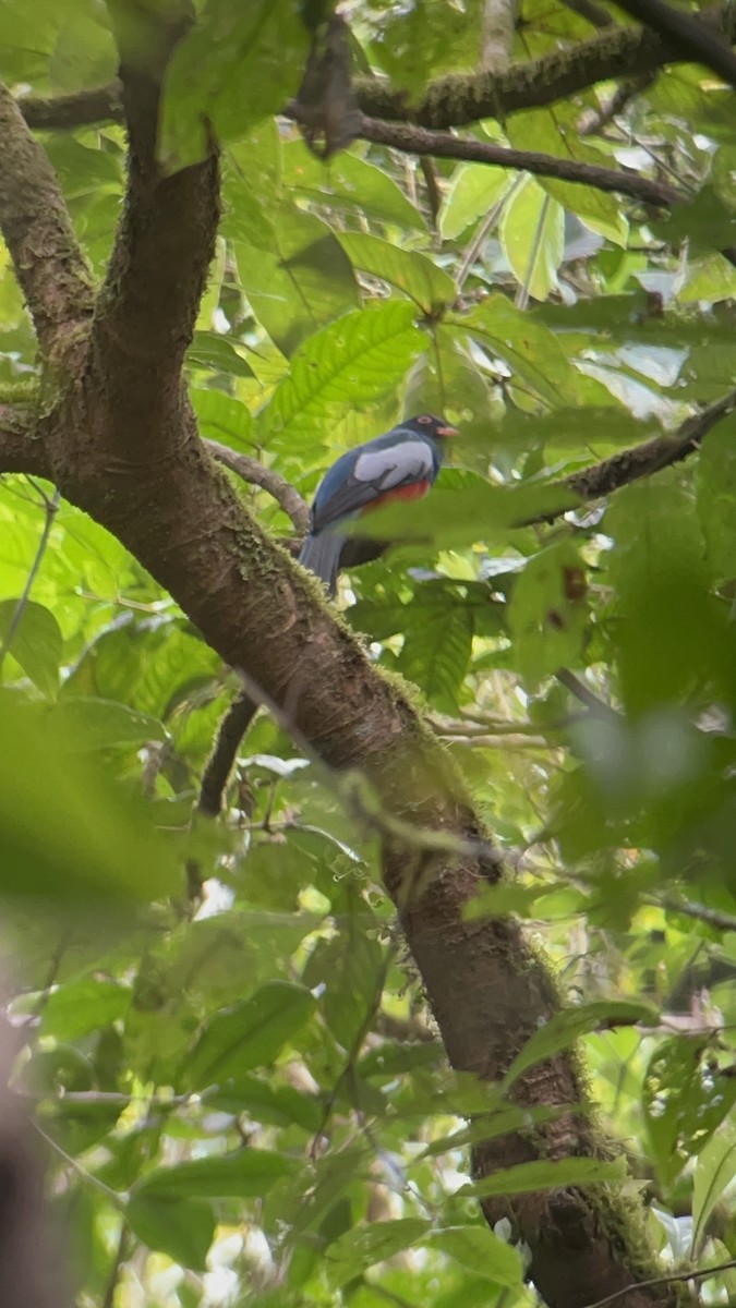 Gri Kuyruklu Trogon - ML644367071