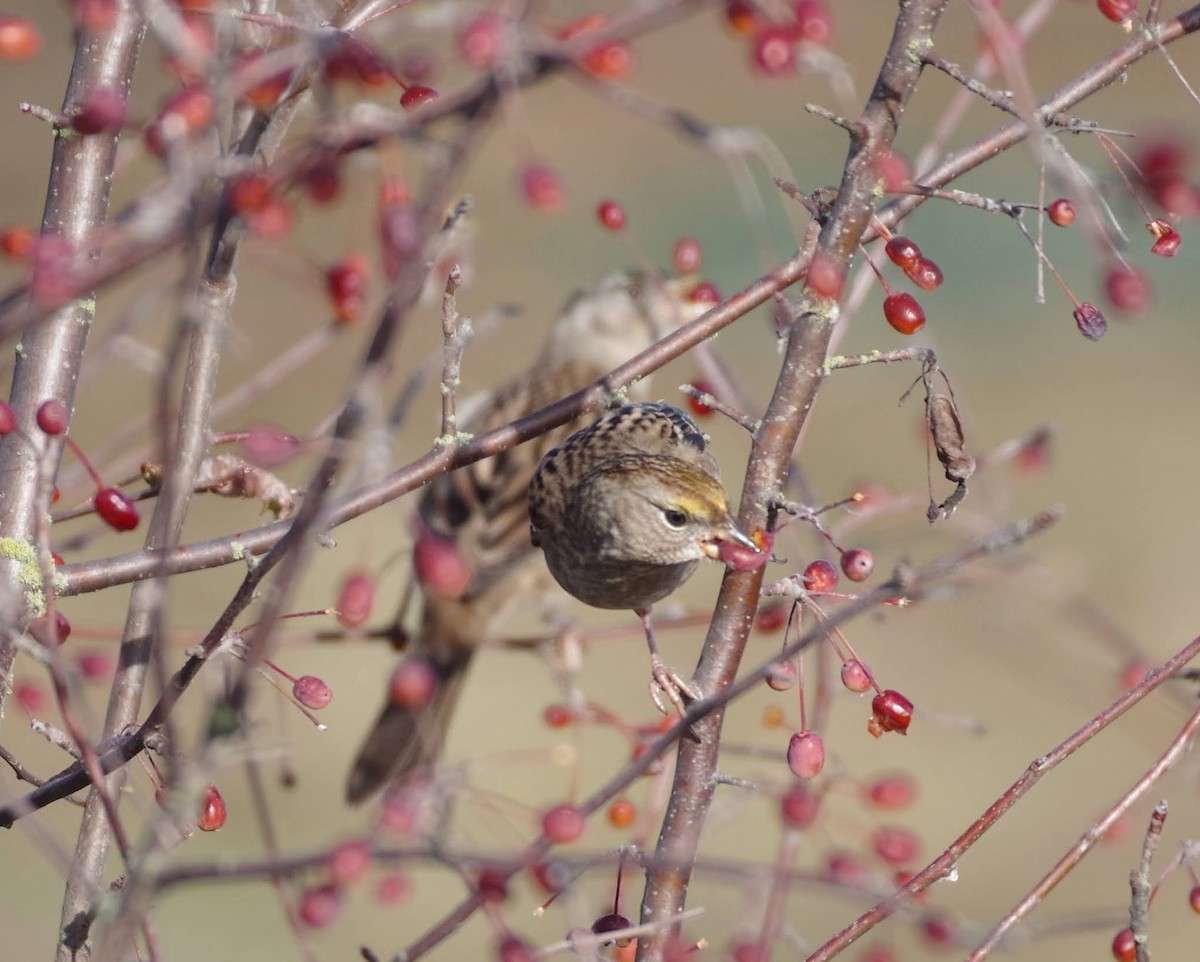 Golden-crowned Sparrow - ML644367075
