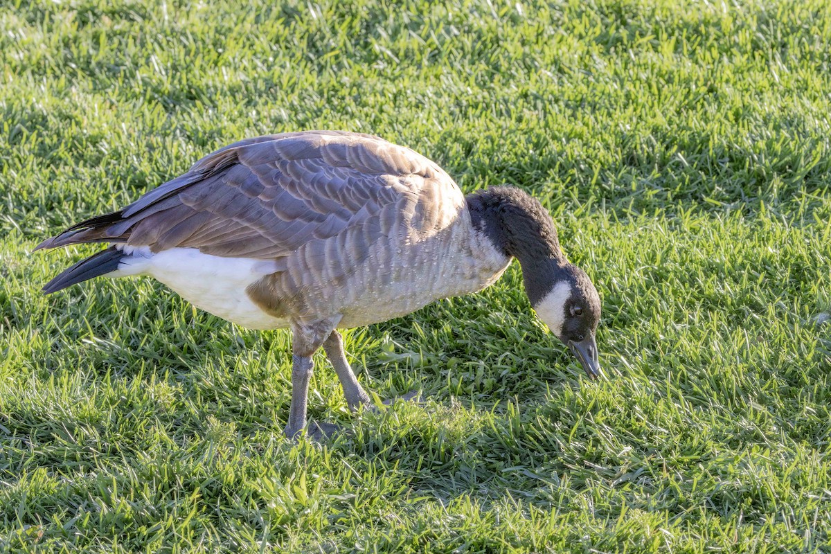 Canada Goose - Diane Hoy