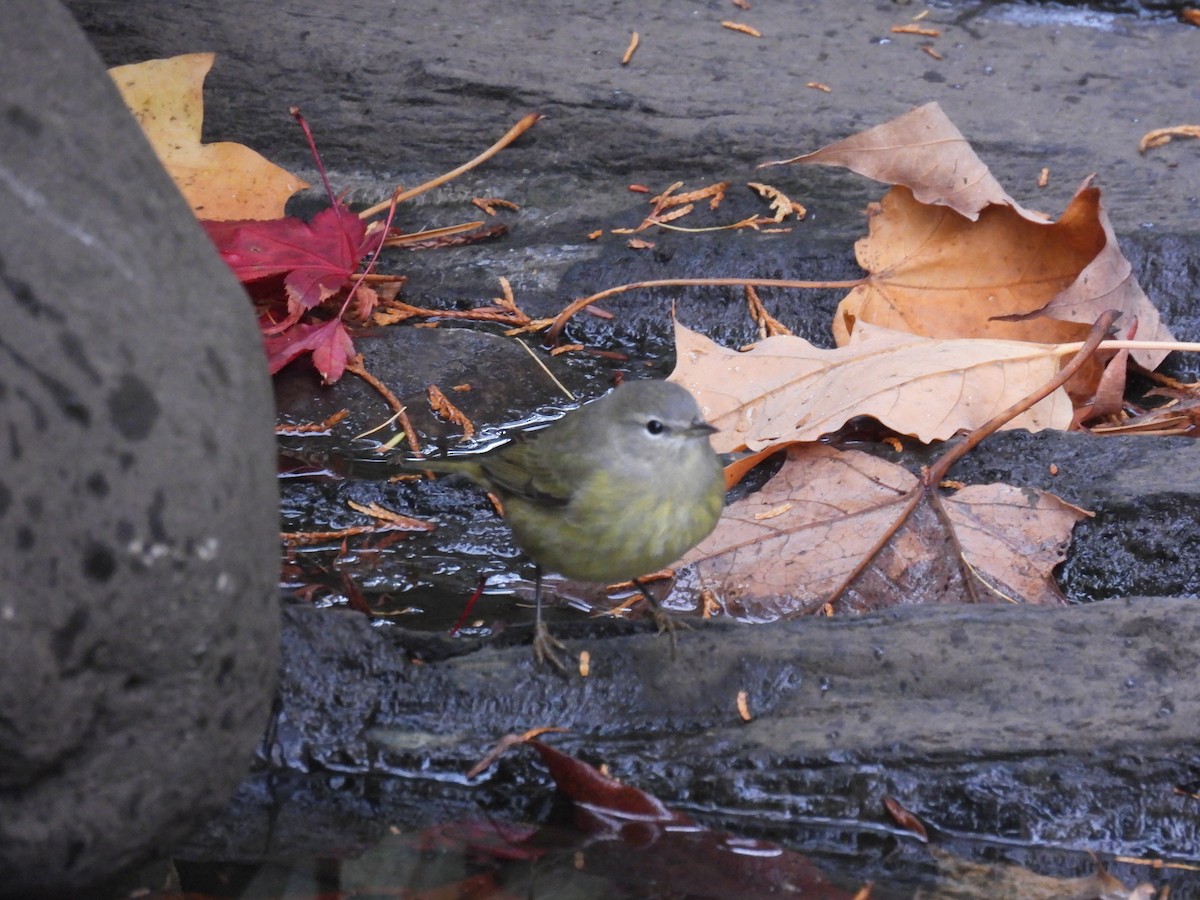 Orange-crowned Warbler - Wilma Clancy