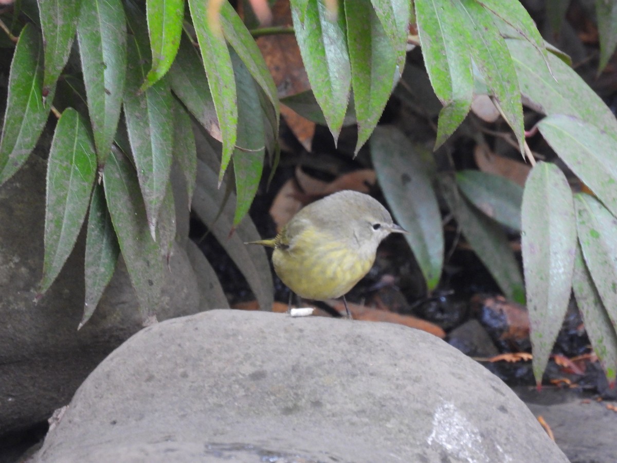Orange-crowned Warbler - Wilma Clancy