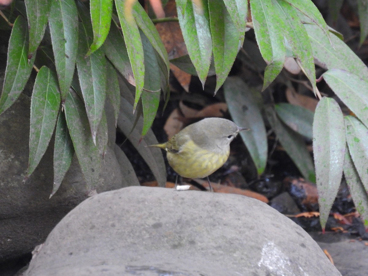 Orange-crowned Warbler - Wilma Clancy
