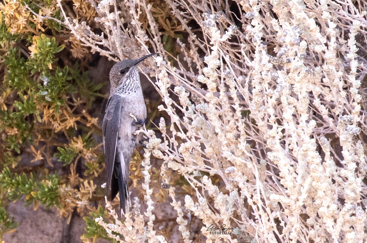 アンデスヤマハチドリ - ML644367101