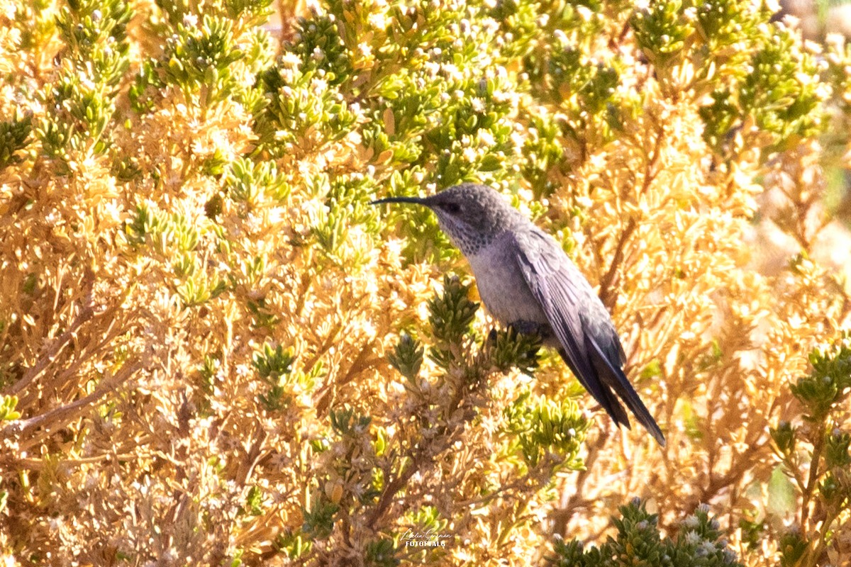 アンデスヤマハチドリ - ML644367102