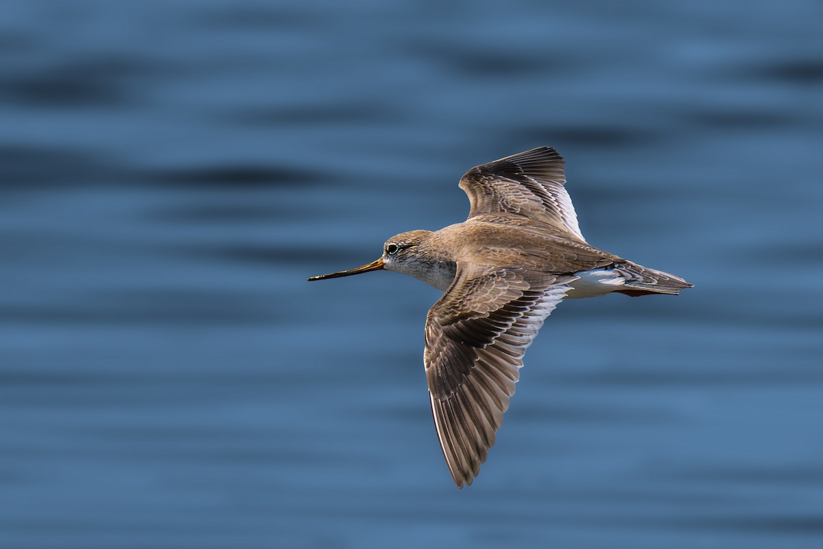 tereksnipe - ML644367111