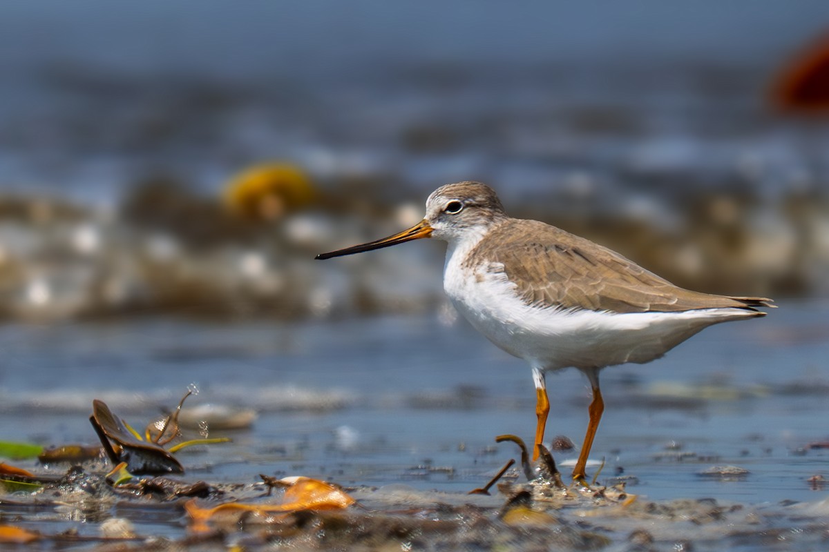 tereksnipe - ML644367112