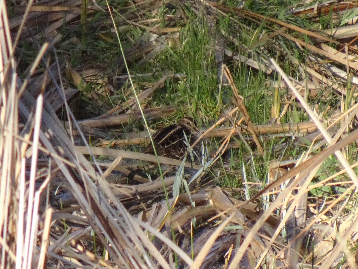 kanadabekkasin - ML644367113