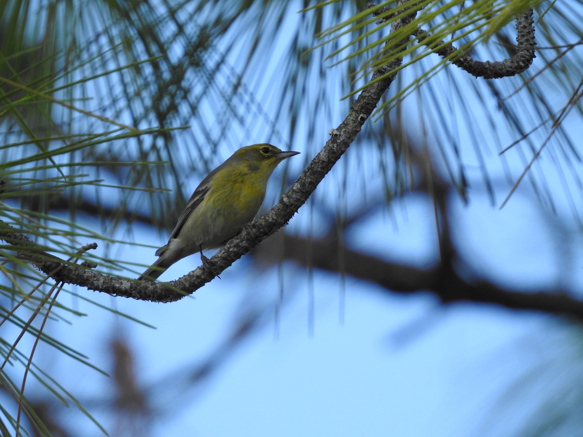 Pine Warbler - ML644367116