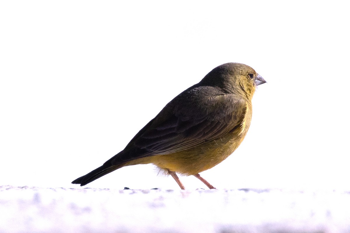 Посвірж оливковий - ML644367141