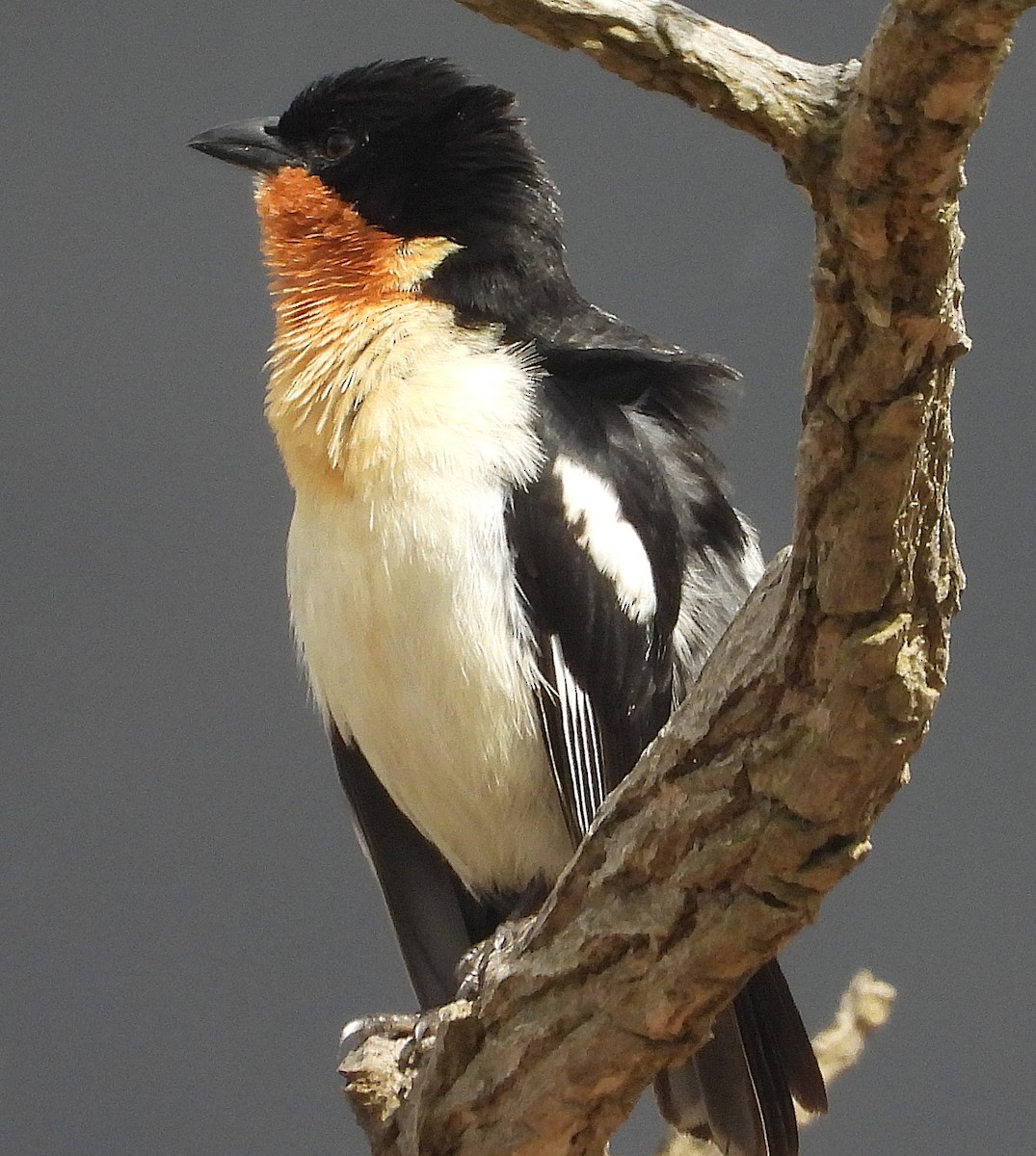 White-rumped Tanager - ML644367143