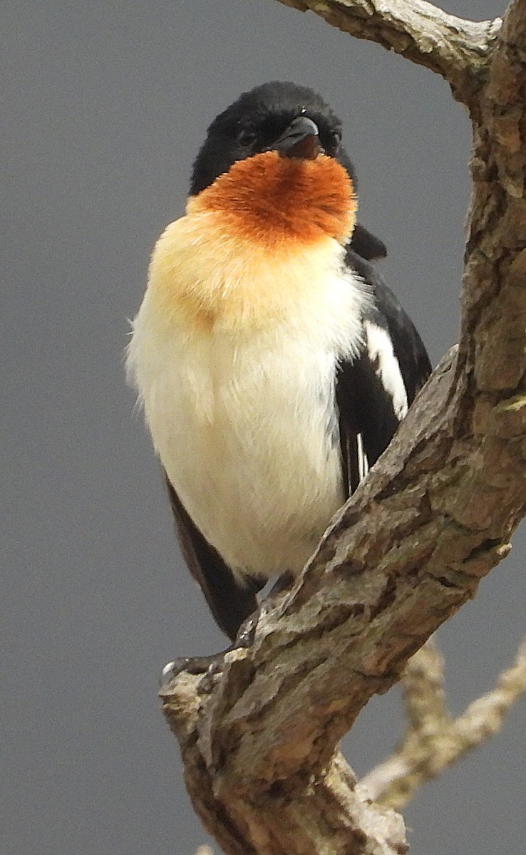 White-rumped Tanager - ML644367144