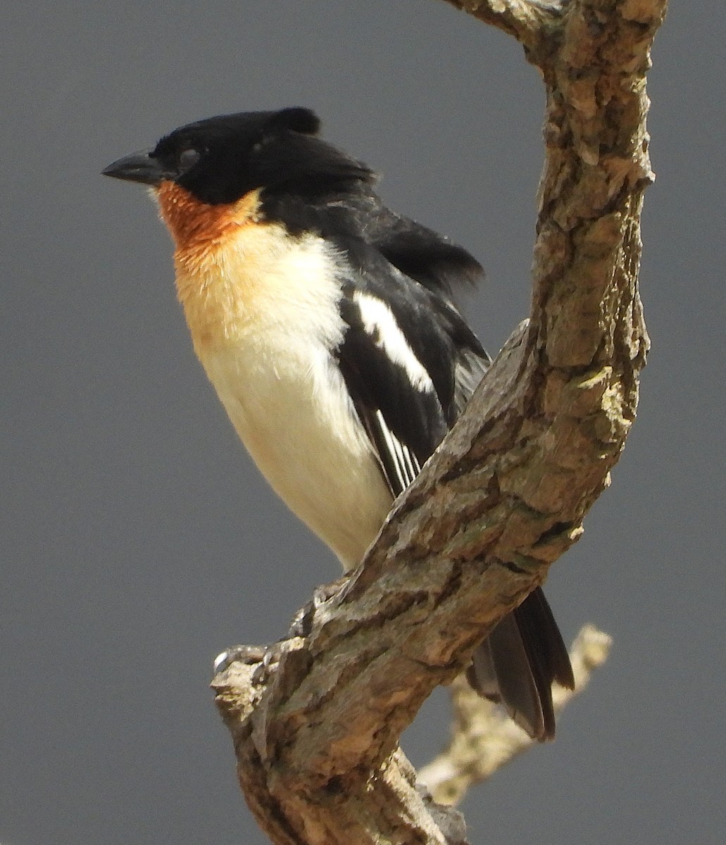 White-rumped Tanager - ML644367146