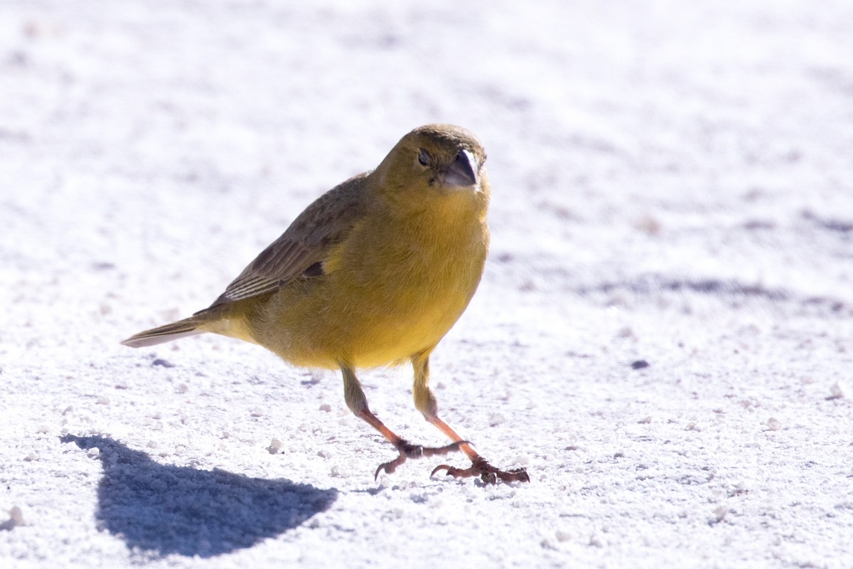 Посвірж оливковий - ML644367151