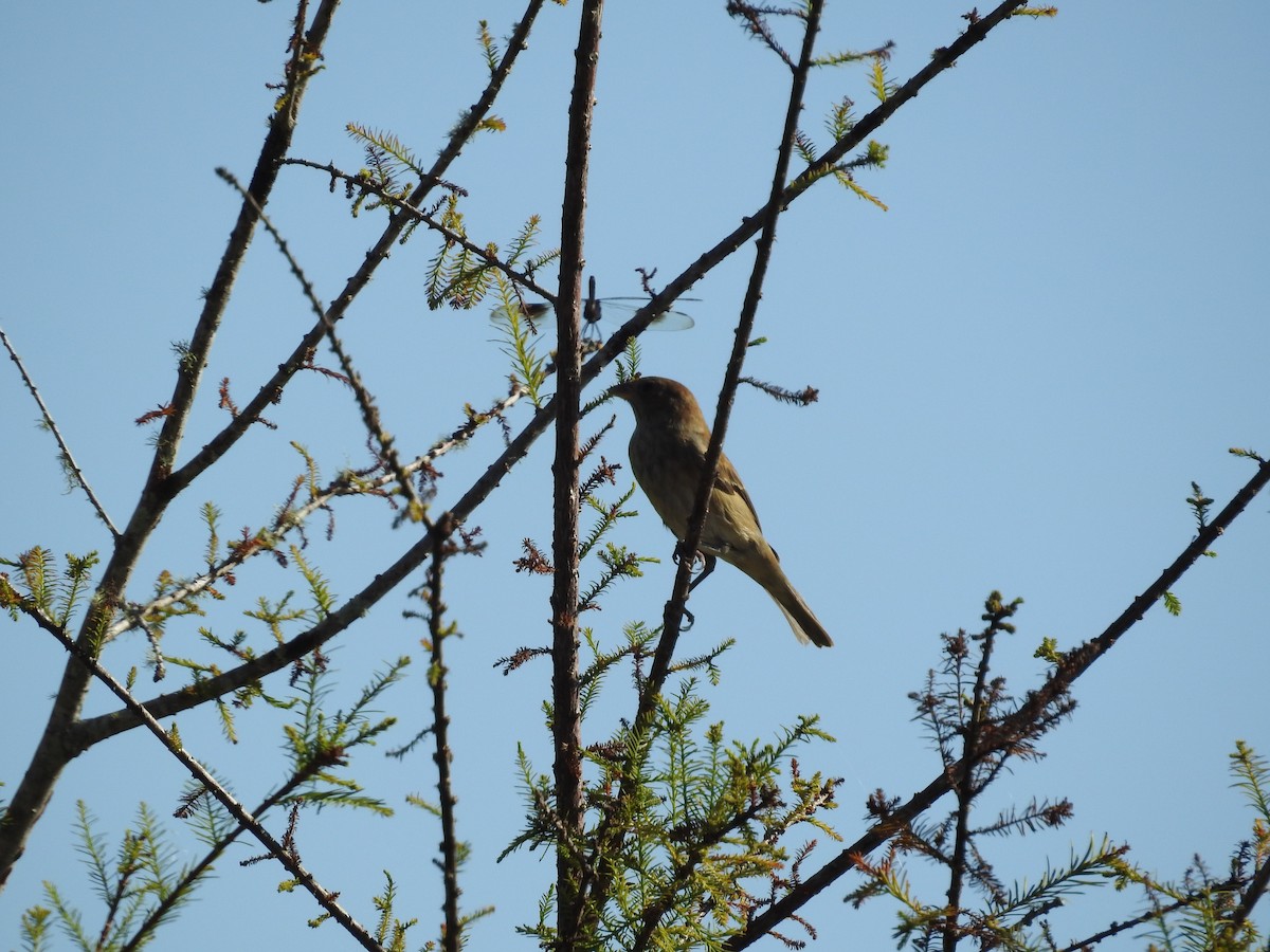Indigo Bunting - ML644367154