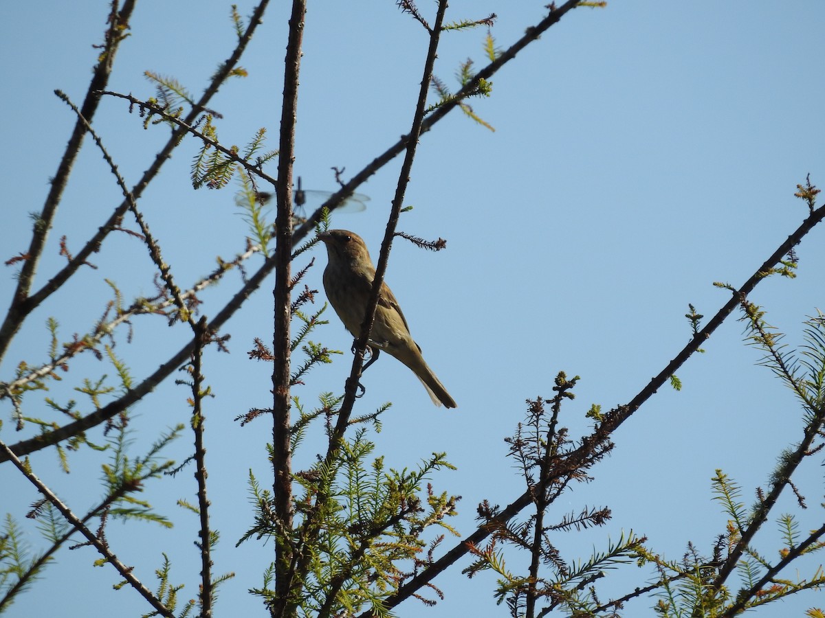 Indigo Bunting - ML644367155