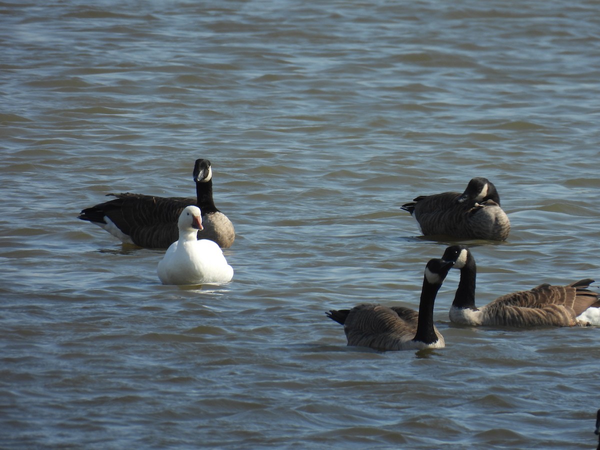 Snow Goose - ML644367157