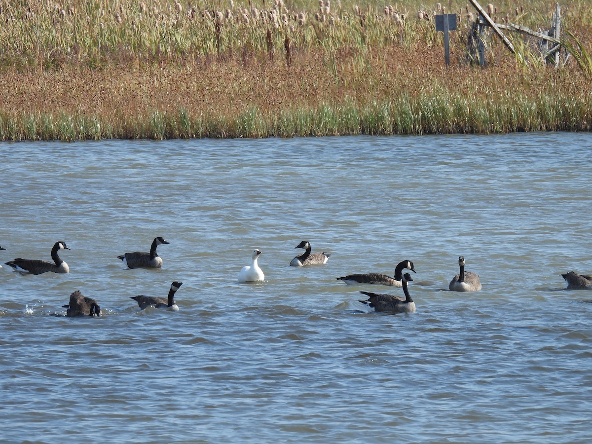 Canada Goose - ML644367182