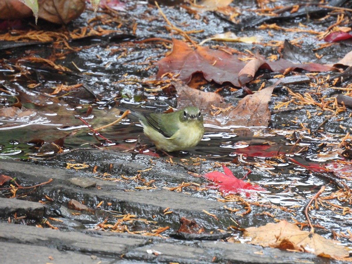 Black-throated Blue Warbler - Wilma Clancy