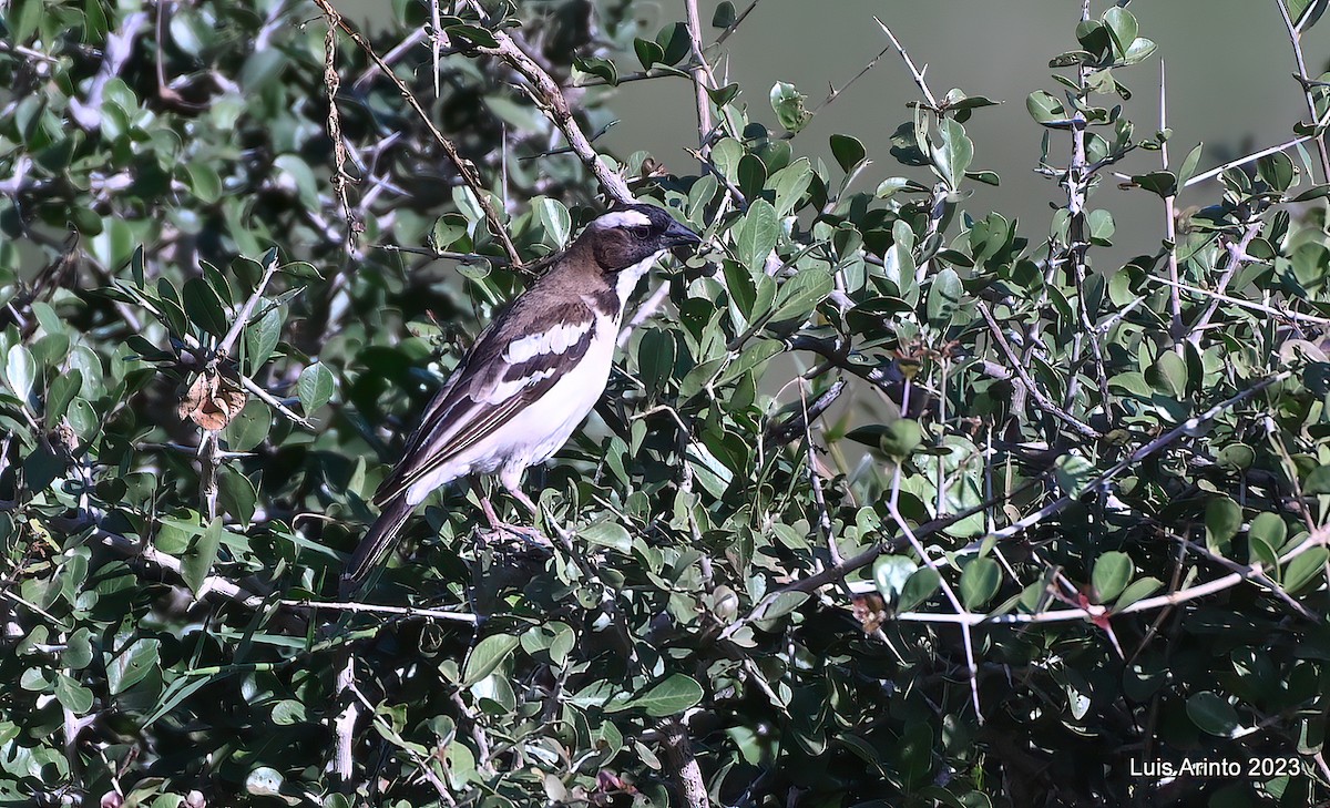 Weißbrauenweber - ML644367232