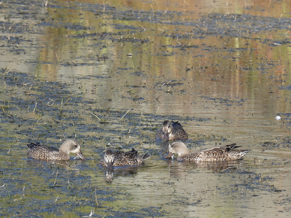 Blue-winged Teal - ML644367237
