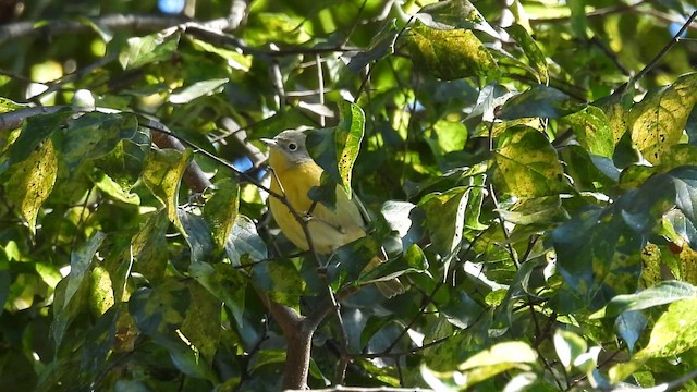 Nashville Warbler - ML644367244