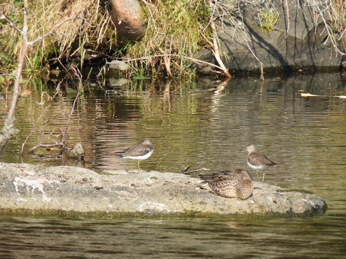 コシグロクサシギ - ML644367275