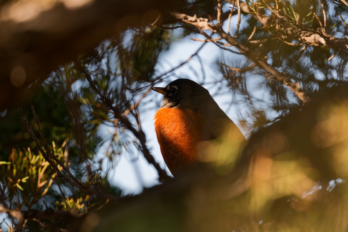 American Robin - ML644367281
