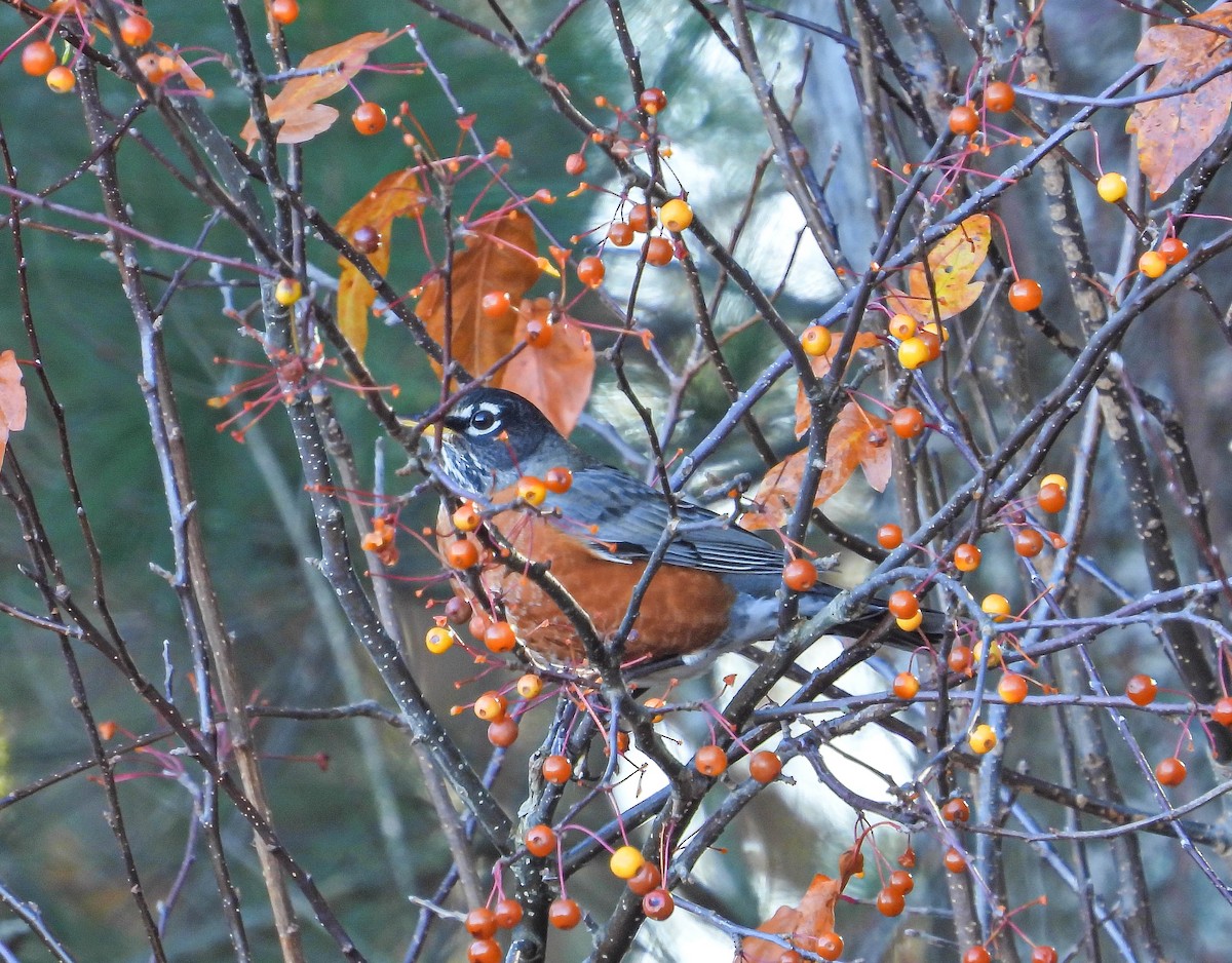 American Robin - ML644367283