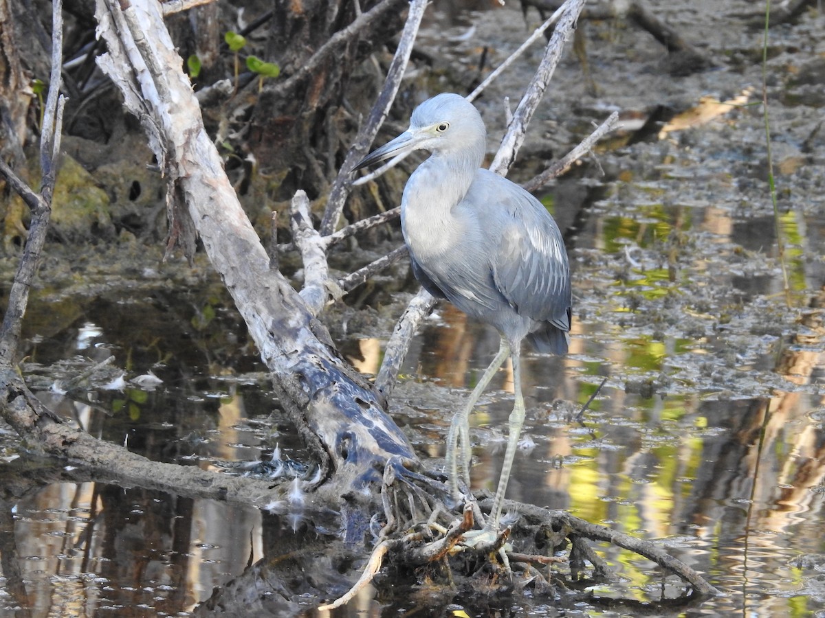 Egretta sp. - ML644367294