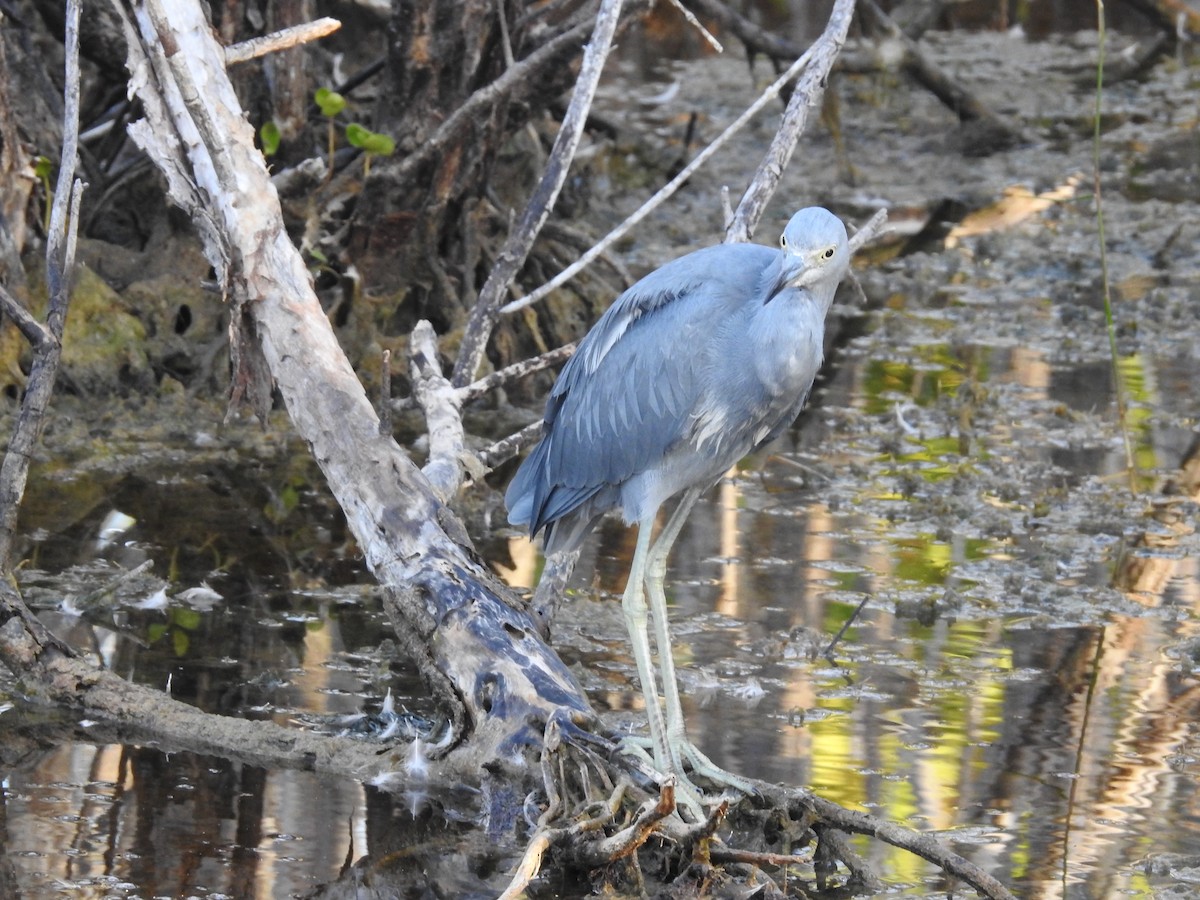 Egretta sp. - ML644367295