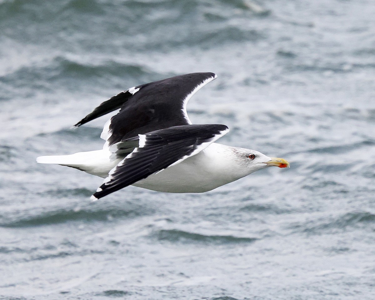 Great Black-backed Gull - ML644367306