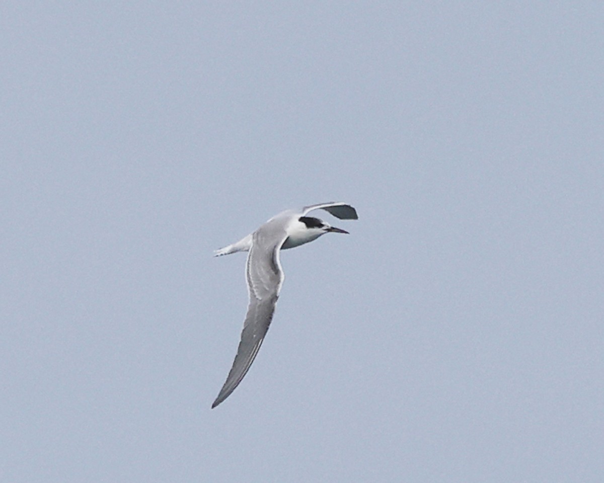 Речная крачка - ML644367308