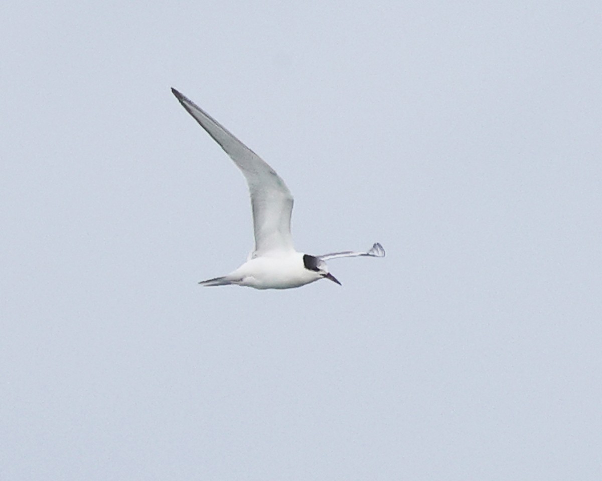 Речная крачка - ML644367313