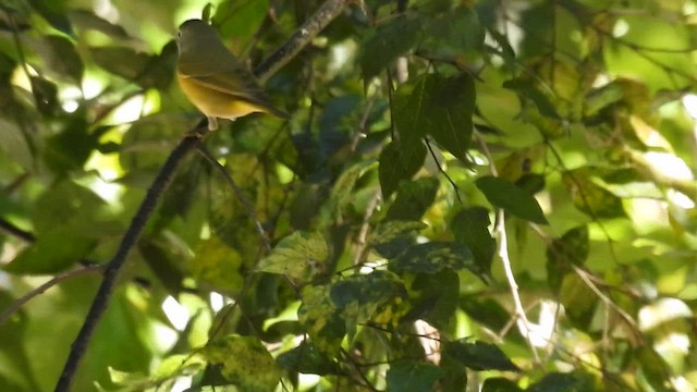 Nashville Warbler - ML644367319