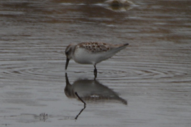 beringsnipe - ML644367330