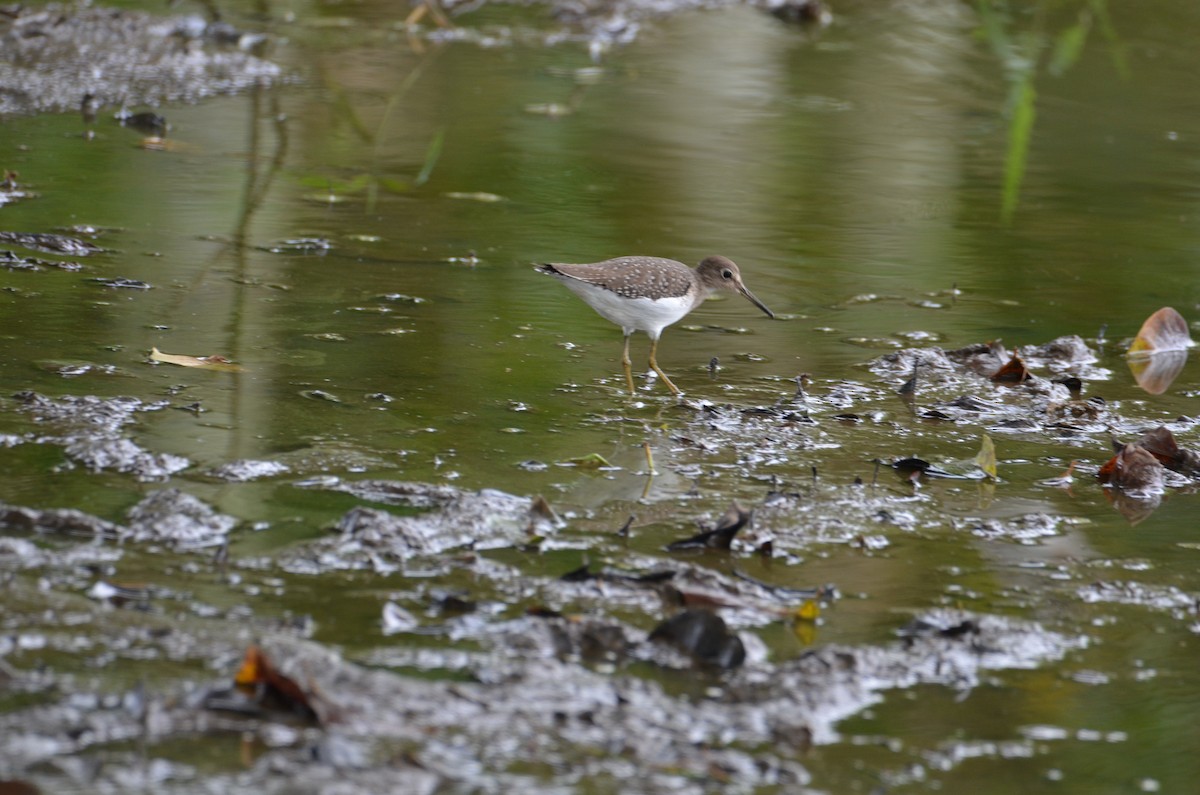 コシグロクサシギ - ML644367332