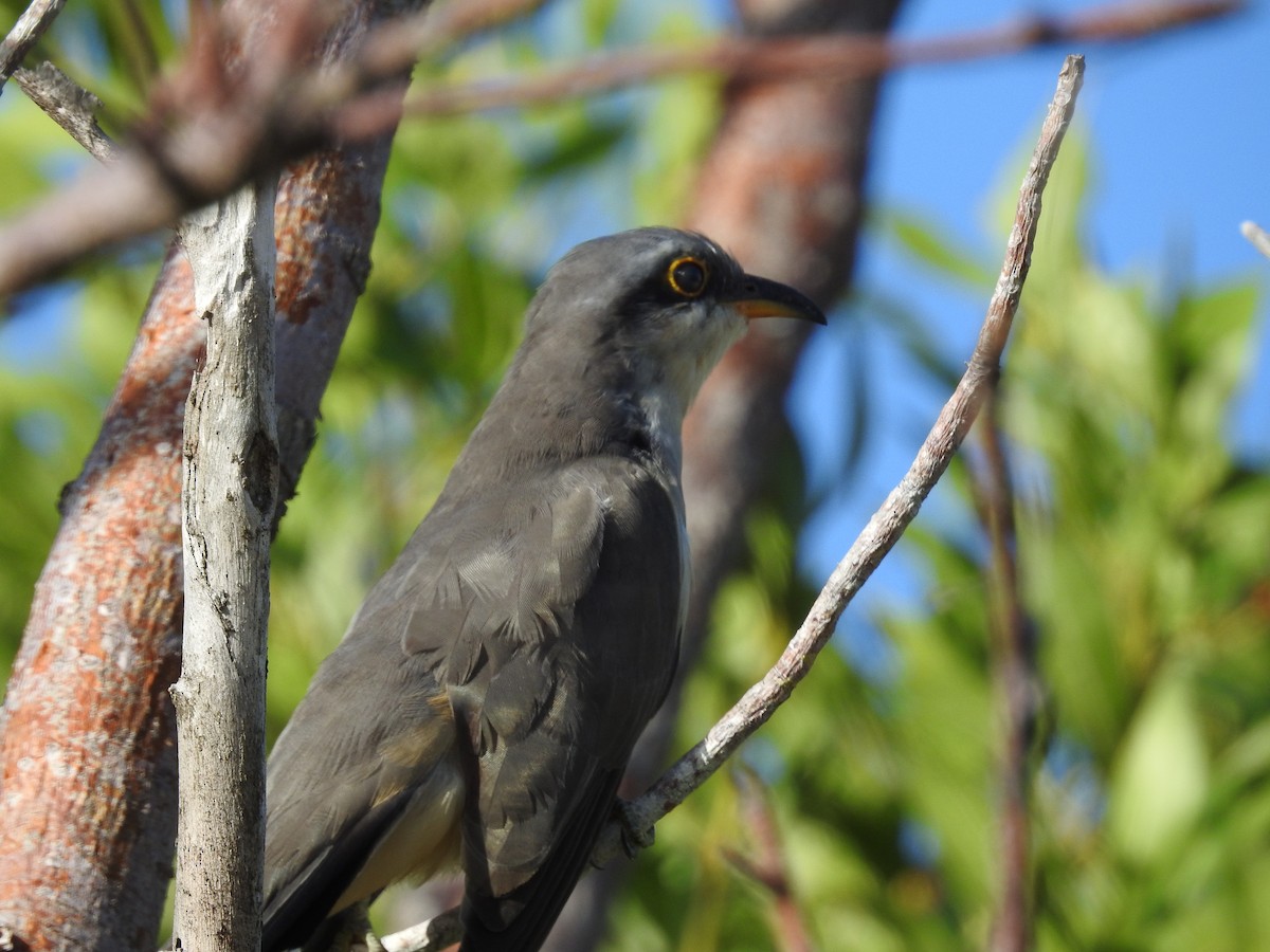 Mangrove Cuckoo - ML644367333