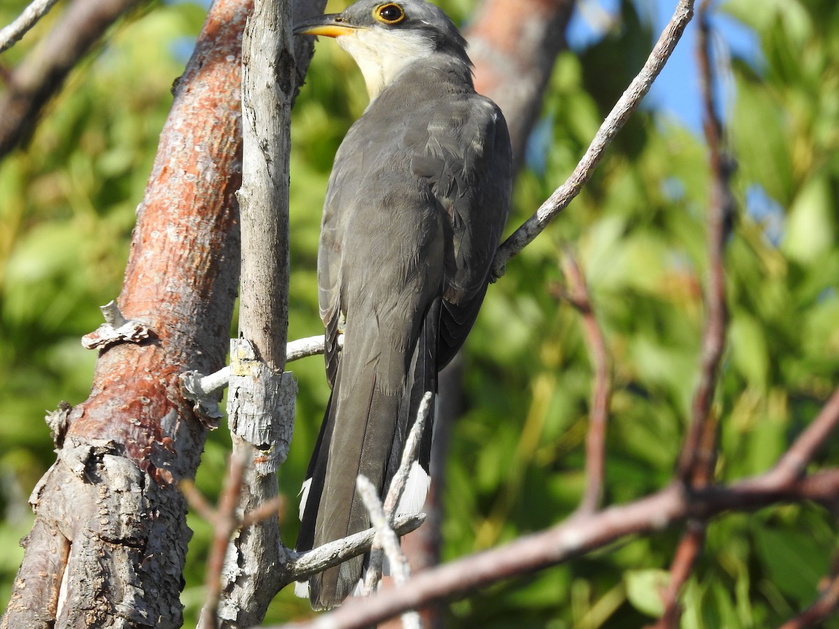 Mangrove Cuckoo - ML644367334