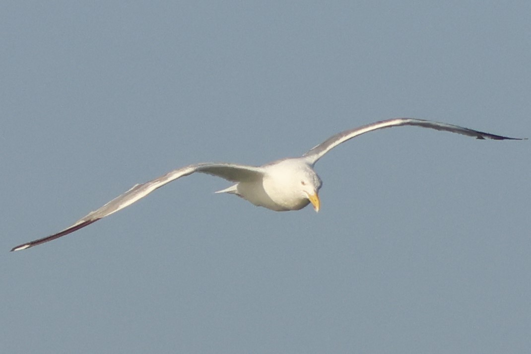 Great Black-backed Gull - ML644367356