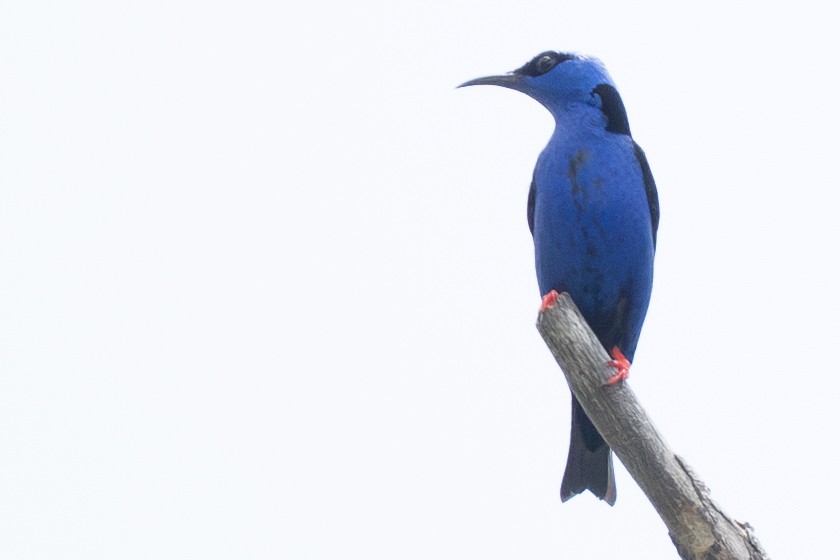 Red-legged Honeycreeper - ML644367384
