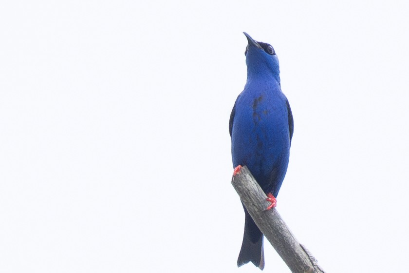 Red-legged Honeycreeper - ML644367385