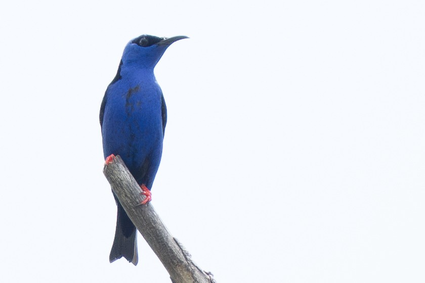 Red-legged Honeycreeper - ML644367386