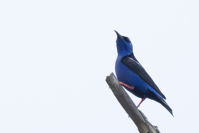 Red-legged Honeycreeper - ML644367387