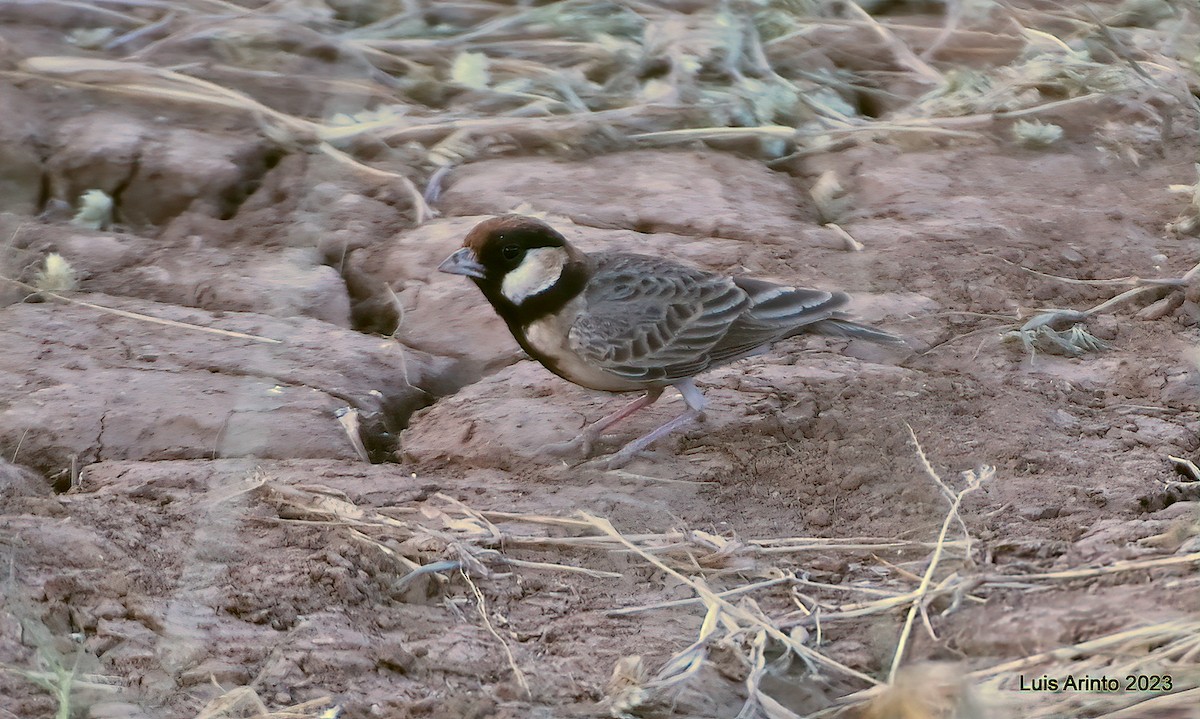 Fischer's Sparrow-Lark - ML644367398