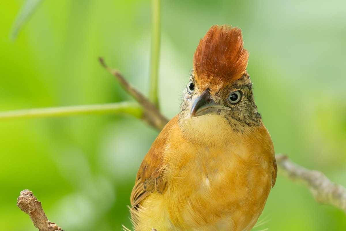 Barred Antshrike - ML644367402