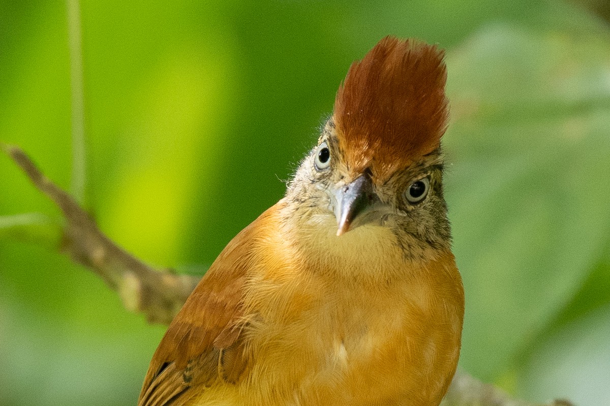 Barred Antshrike - ML644367403