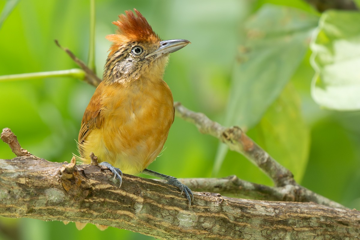 Barred Antshrike - ML644367404