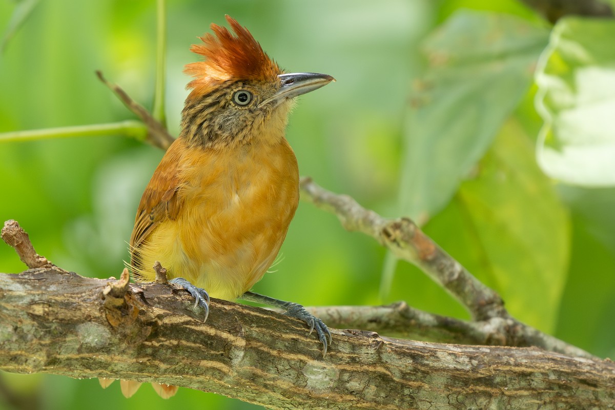 Barred Antshrike - ML644367405